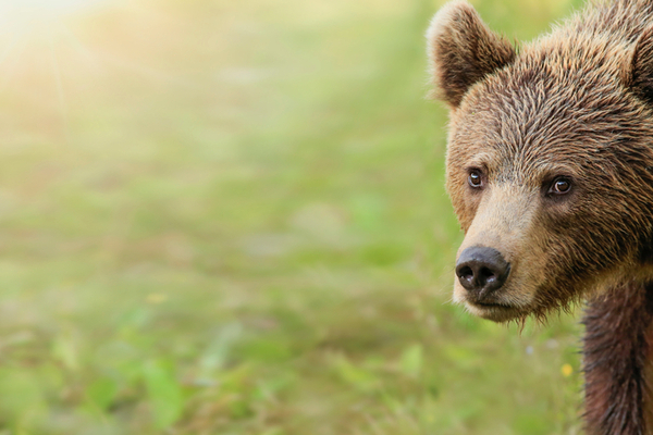 attaques-de-loup,-d’ours-ou-de-lynx-:-le-point-sur-l’indemnisation-versee-en-cas-de-dommages