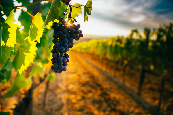 agriculteurs-:-le-point-sur-la-lutte-contre-la-flavescence-doree-de-la-vigne