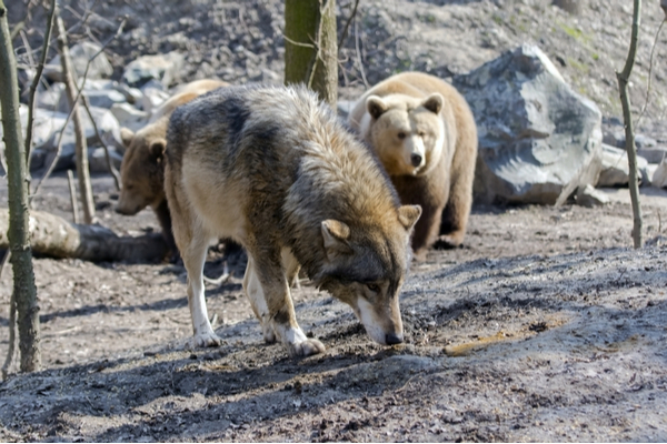 eleveurs-:-comment-se-proteger-de-l’ours-et-du-loup-?