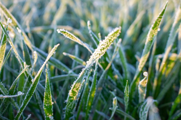 une-aide-pour-les-entreprises-agricoles-touchees-par-l’episode-du-gel-du-mois-d’avril-2021