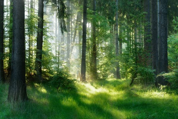 loi-climat-:-ameliorer-la-gestion-durable-des-bois-et-forets