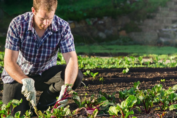 agriculture-biologique-:-un-registre-a-tenir