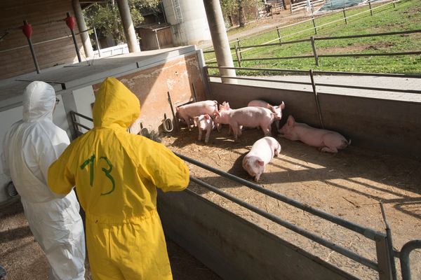 agriculteurs-:-comment-limiter-la-propagation-de-la-peste-porcine-africaine-?