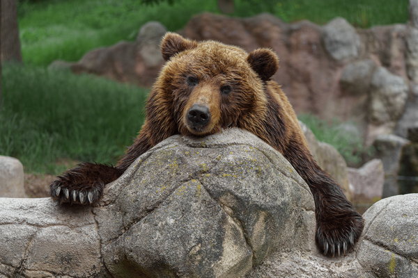 eleveurs-:-comment-vous-proteger-des-ours-bruns-?